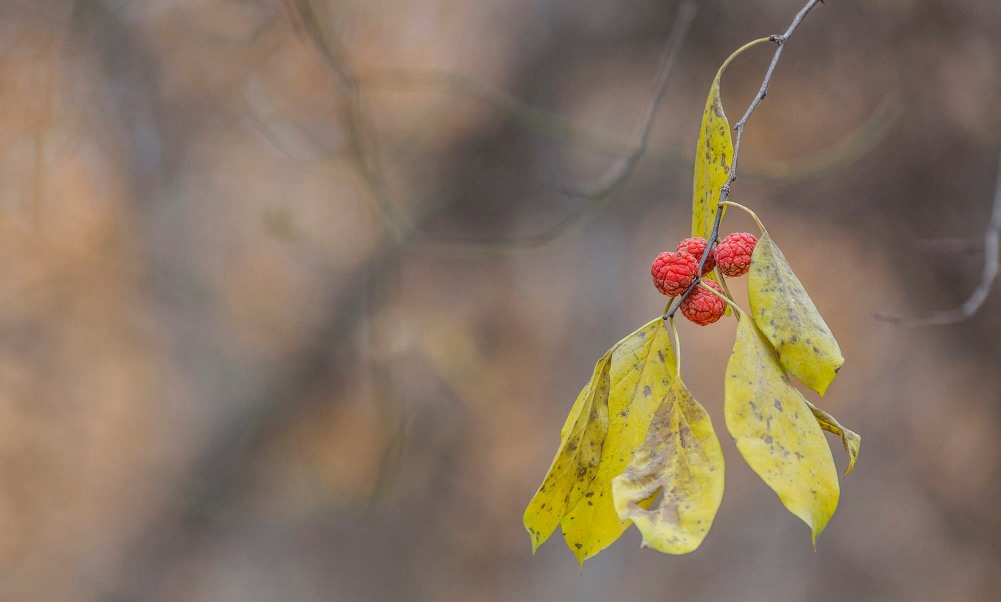 265733767_4532536496875184_5588514795800067827_n