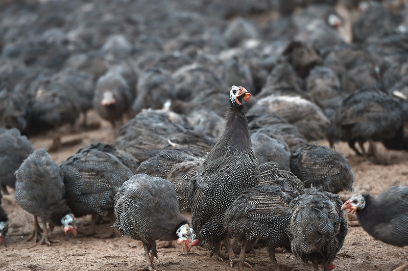 51731612210_29afa5b527_c