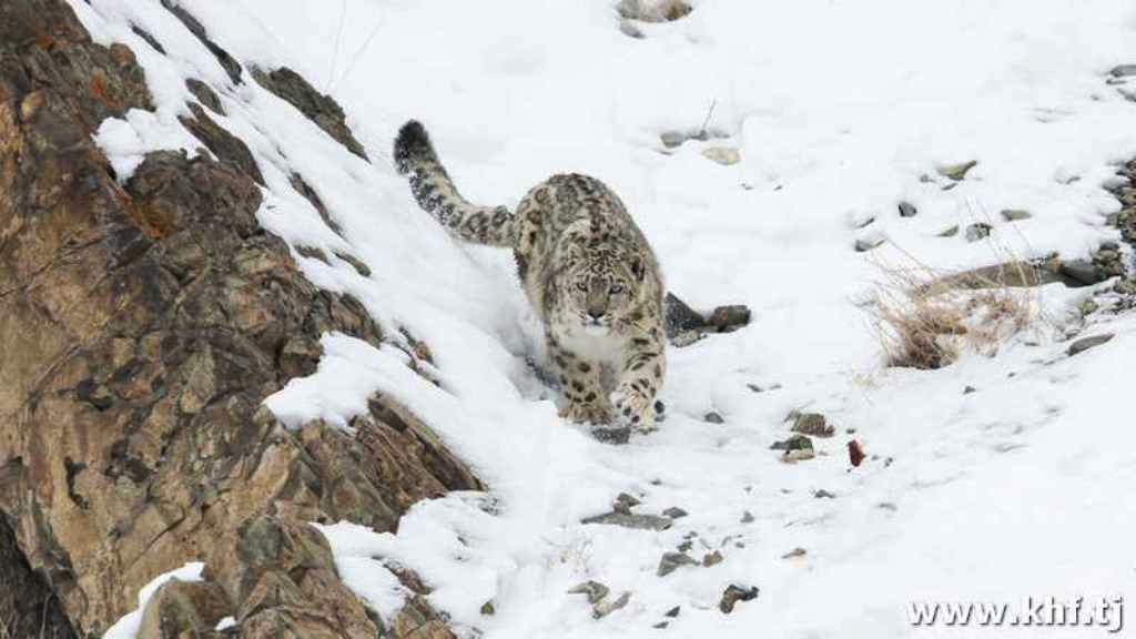 11dc0f00caef9164dc4c195bf310b981