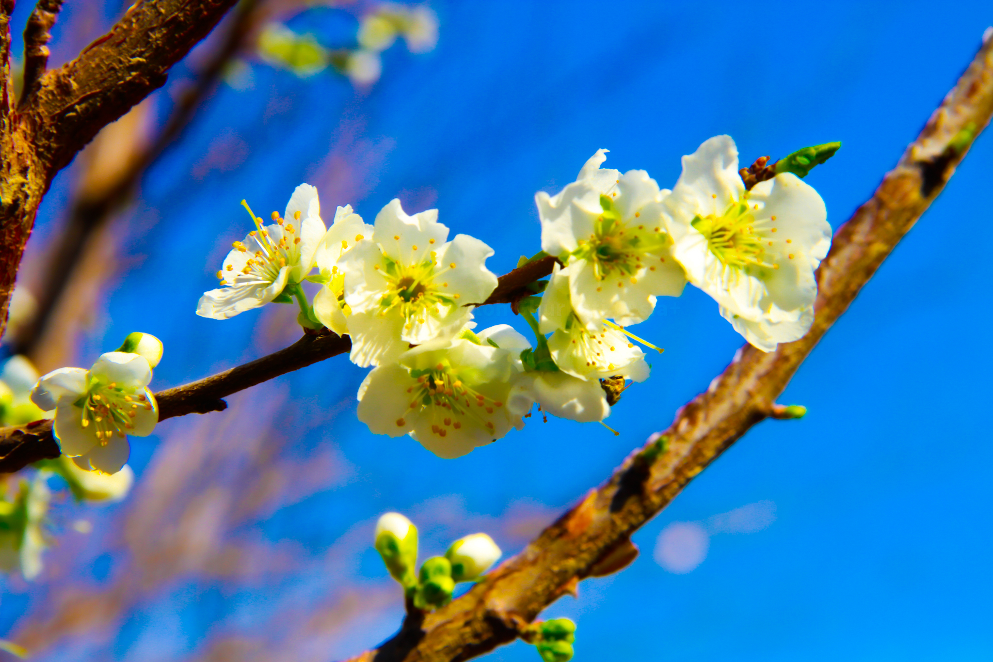 Абдуллох Гурбати