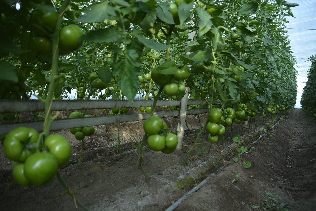 photo_2022-04-12_07-22-50