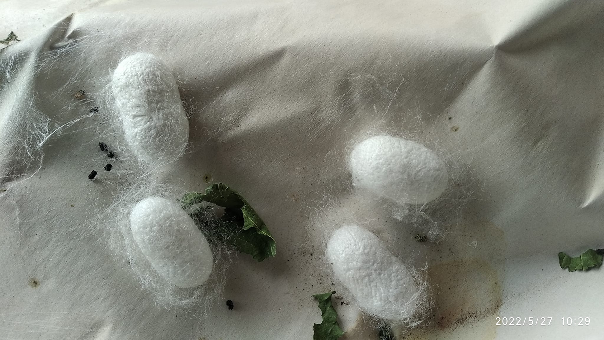 284117139_539212104567200_965996432807107182_n