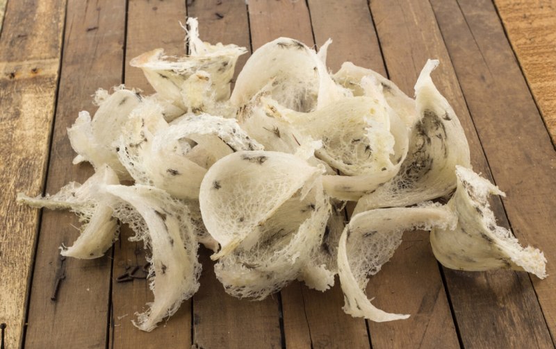 1641236050_14-pofoto-club-p-gnezdo-salangani-foto-35