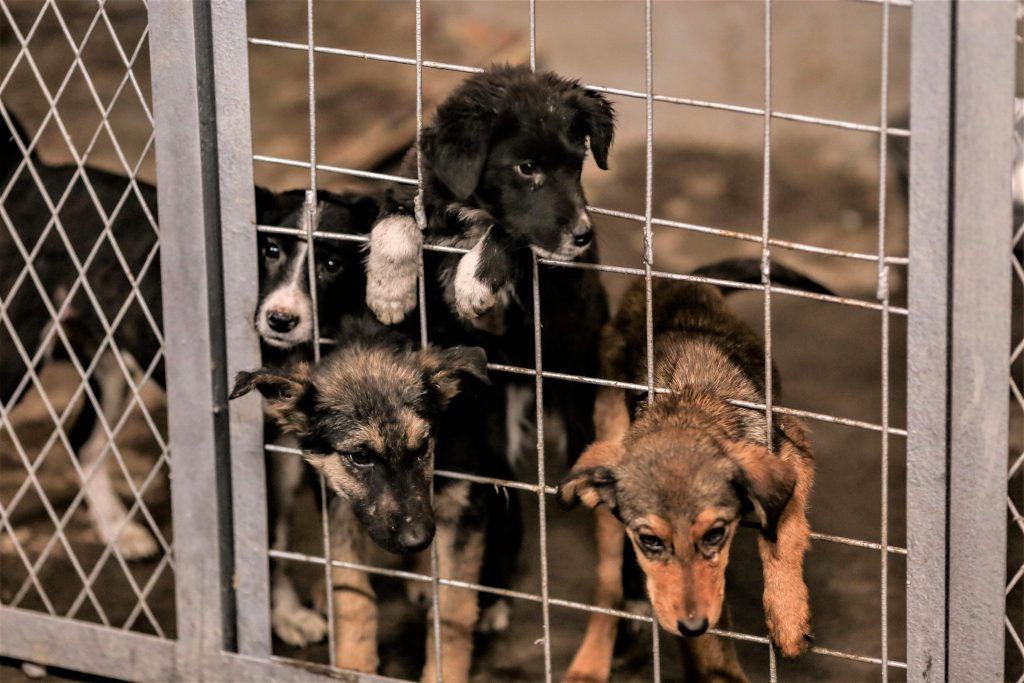 photo_2022-08-20_15-29-38 photo_2022-08-20_15-29-38