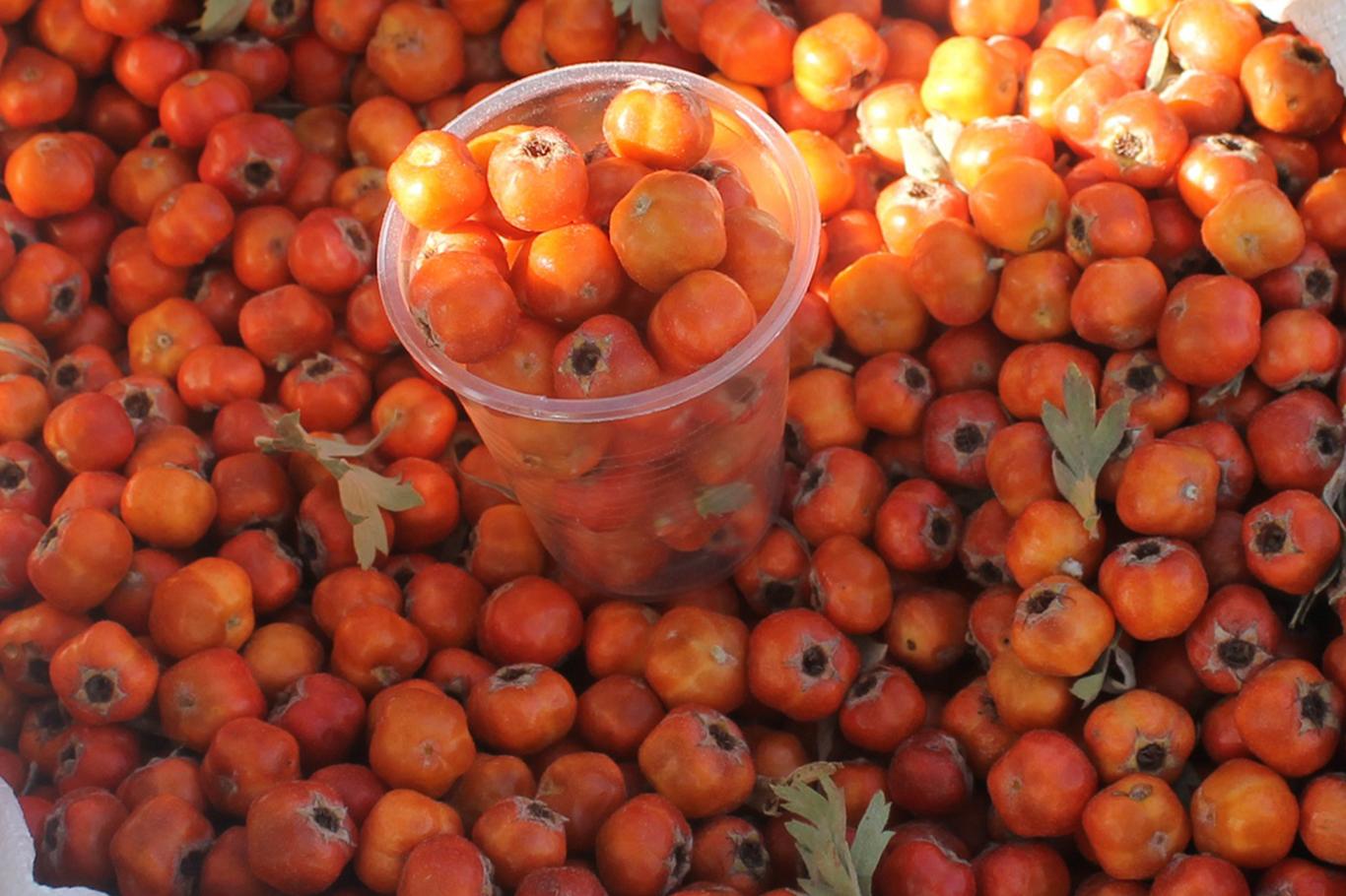 1651262323_9-vsegda-pomnim-com-p-frukt-dulona-foto-10