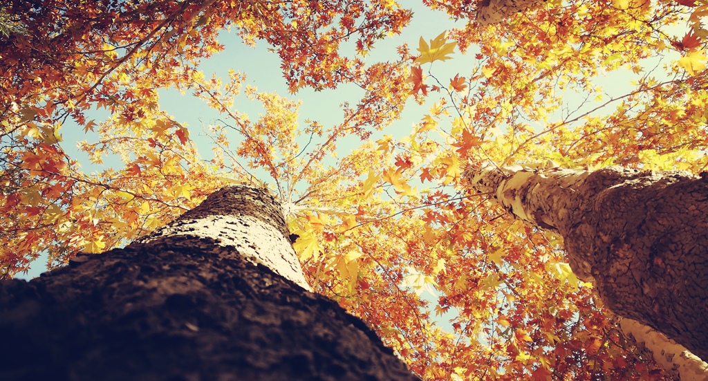 363357_IMG_20201104_140931