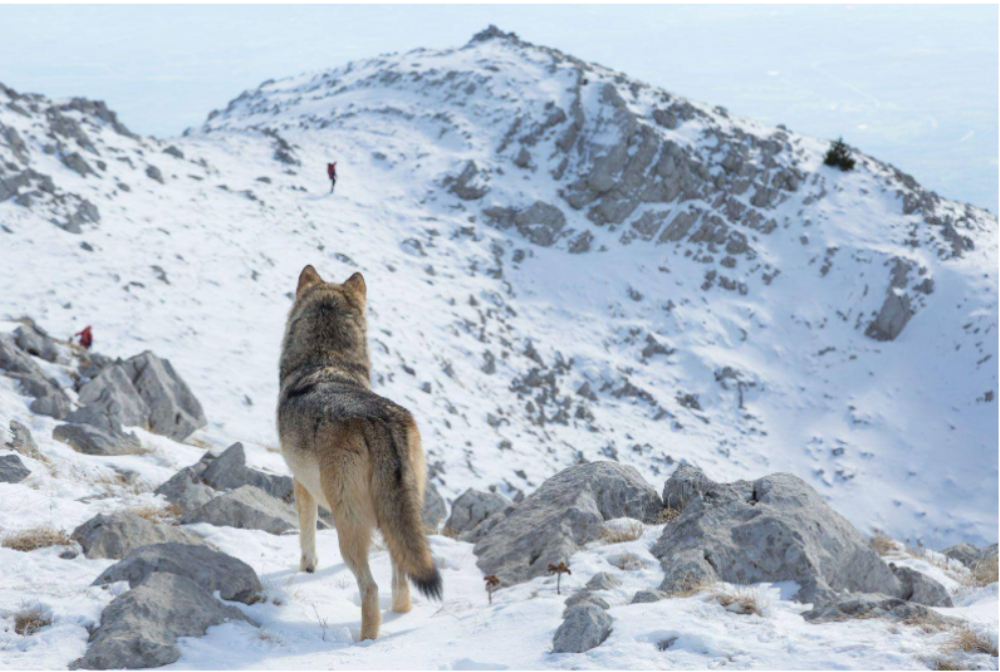 Wolf