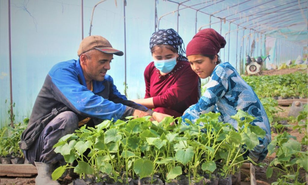 Cover_Photo_Tunnel_Greenhouse_Vegetable_Production_2048x1438_1_1140x684