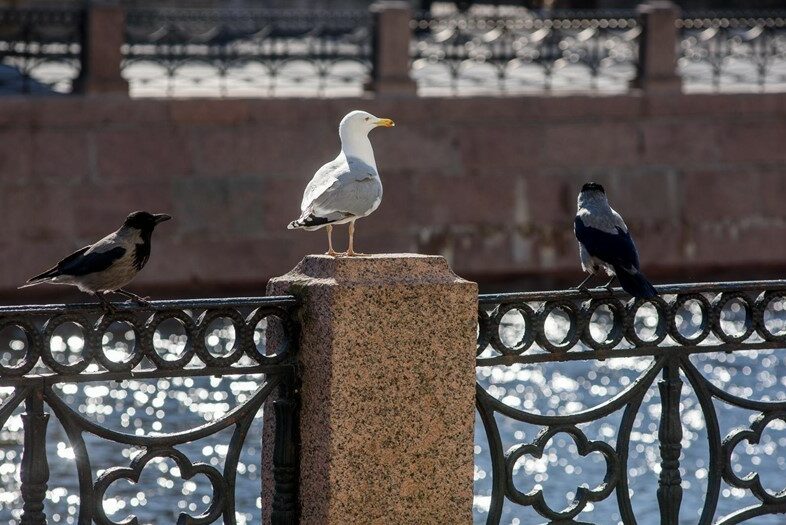 ptichij-gripp-aspect-ratio-760-508