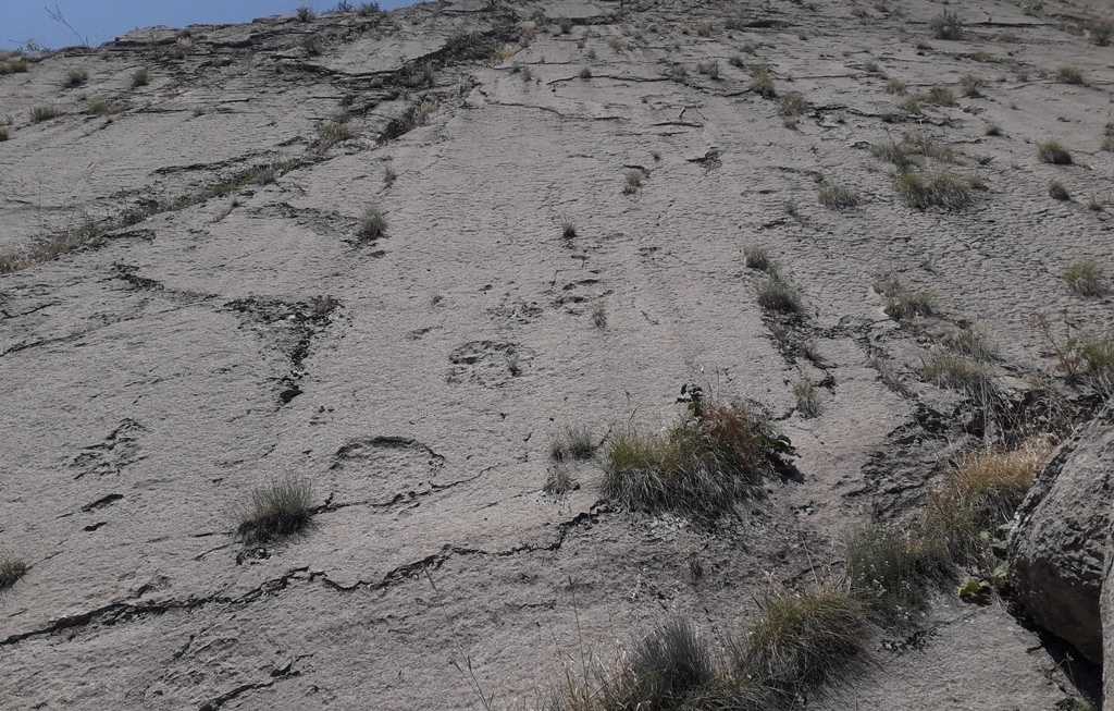 5 Парк Ширкент Следы динозавров 4 5 Парк Ширкент Следы динозавров 4