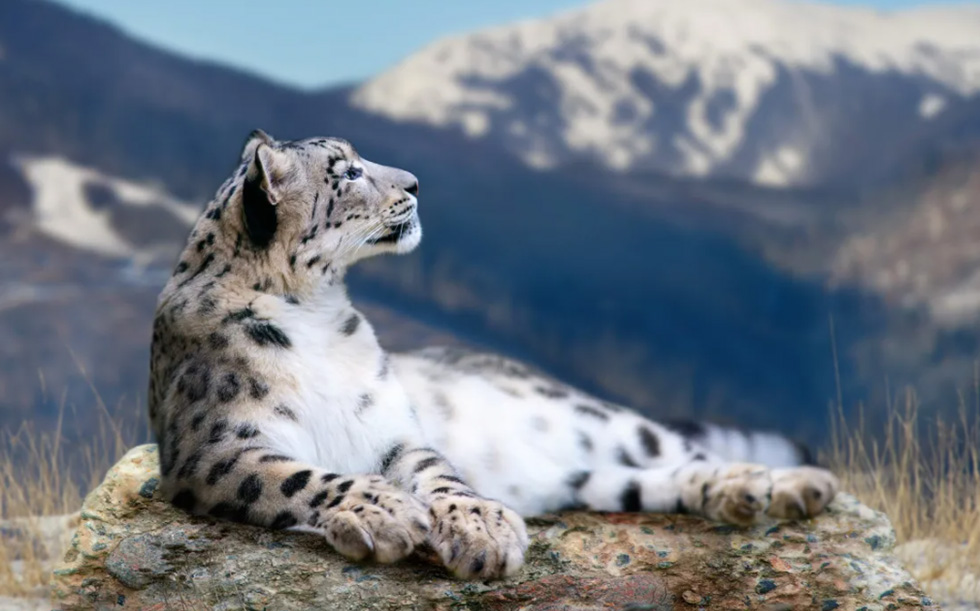 sneghnyy-bars-ili-irbis