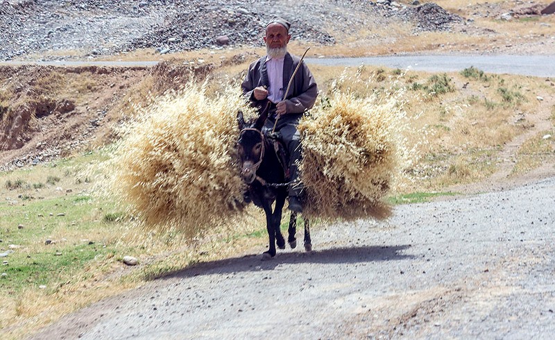 003_0_a1059_4544d940_orig