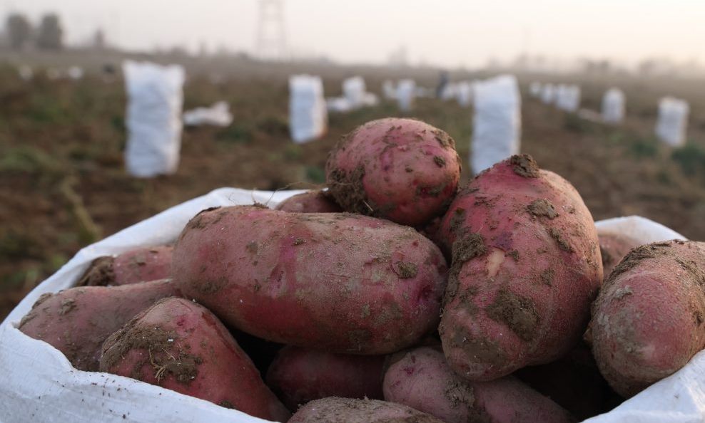 0e1a4188-kartoshka-2-1110x630