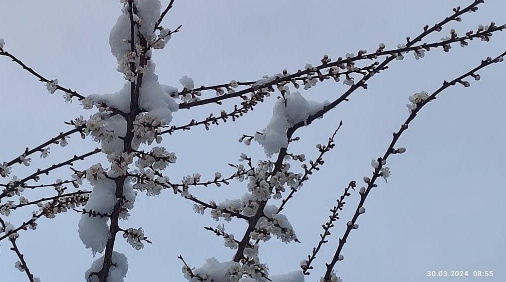 photo_2024-03-30_12-07-19