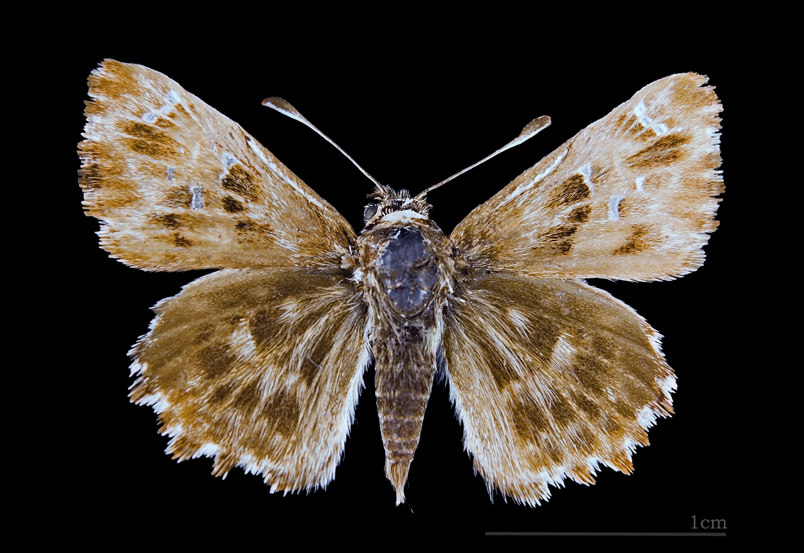 Carcharodus_alceae_MHNT_dos