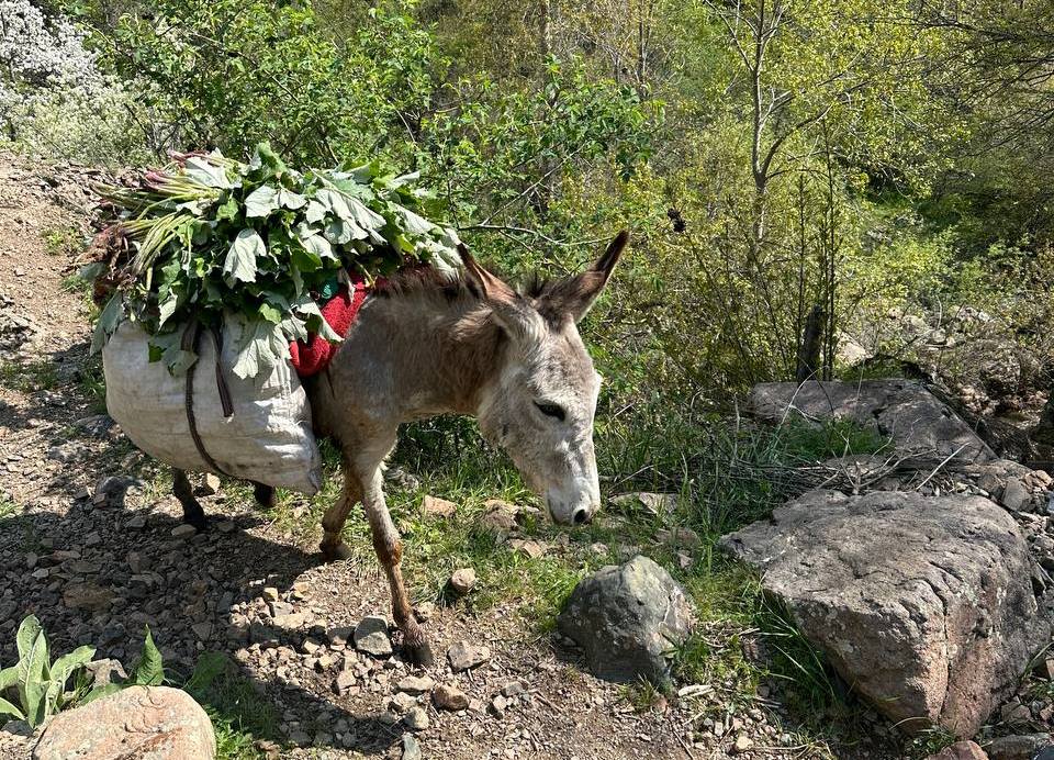 photo_2024-08-02_16-52-04 photo_2024-08-02_16-52-04