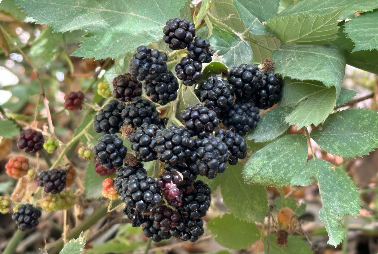 photo_2024-09-13_19-40-49