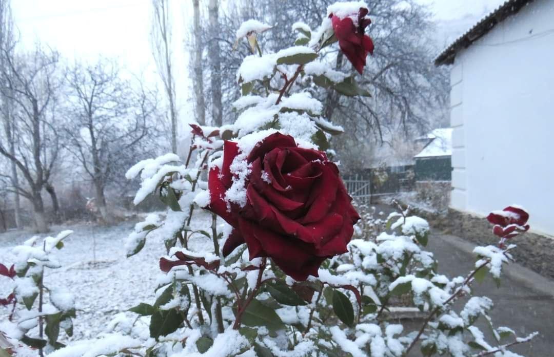 photo_2024-11-20_11-58-12