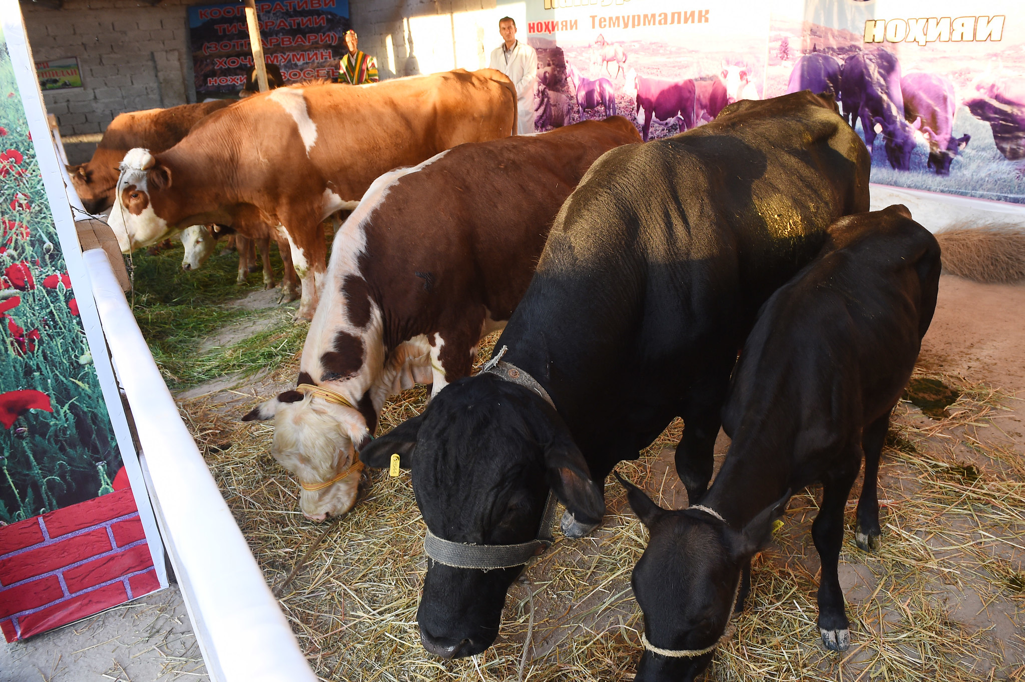 34237417740_d9543a92b6_k