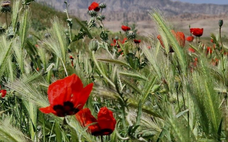 Салом алейкум, Таджикистан! Анонсы событий, день в истории, прогноз погоды на 30 апреля 2026 года