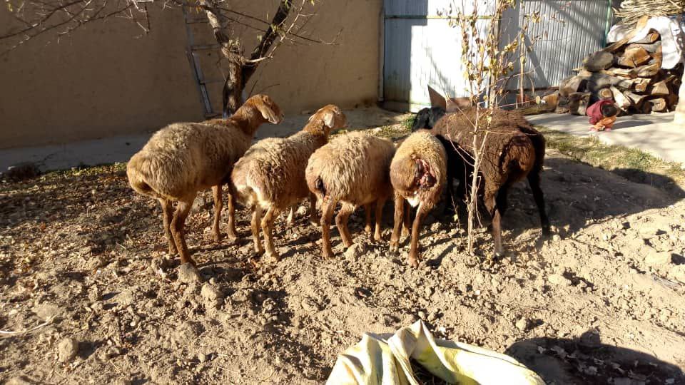 photo_2025-11-25_15-40-17