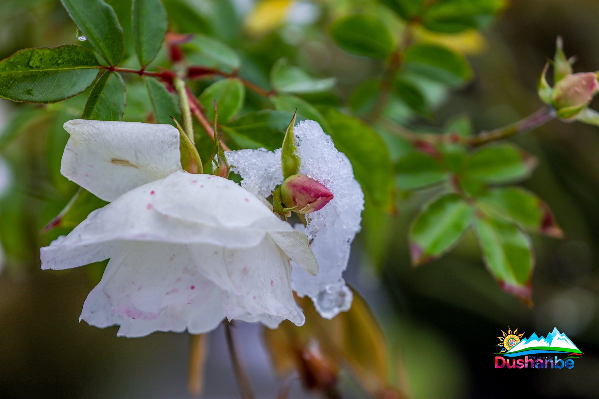 608893444_1198002325797754_3692600783456778807_n