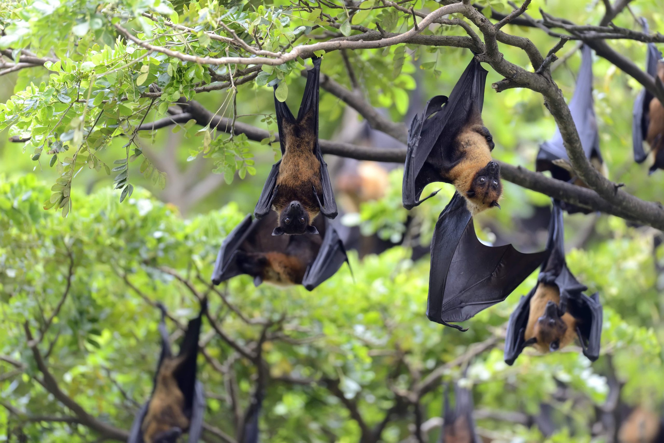 black-flying-foxes-hanging-in-tree-min black-flying-foxes-hanging-in-tree-min
