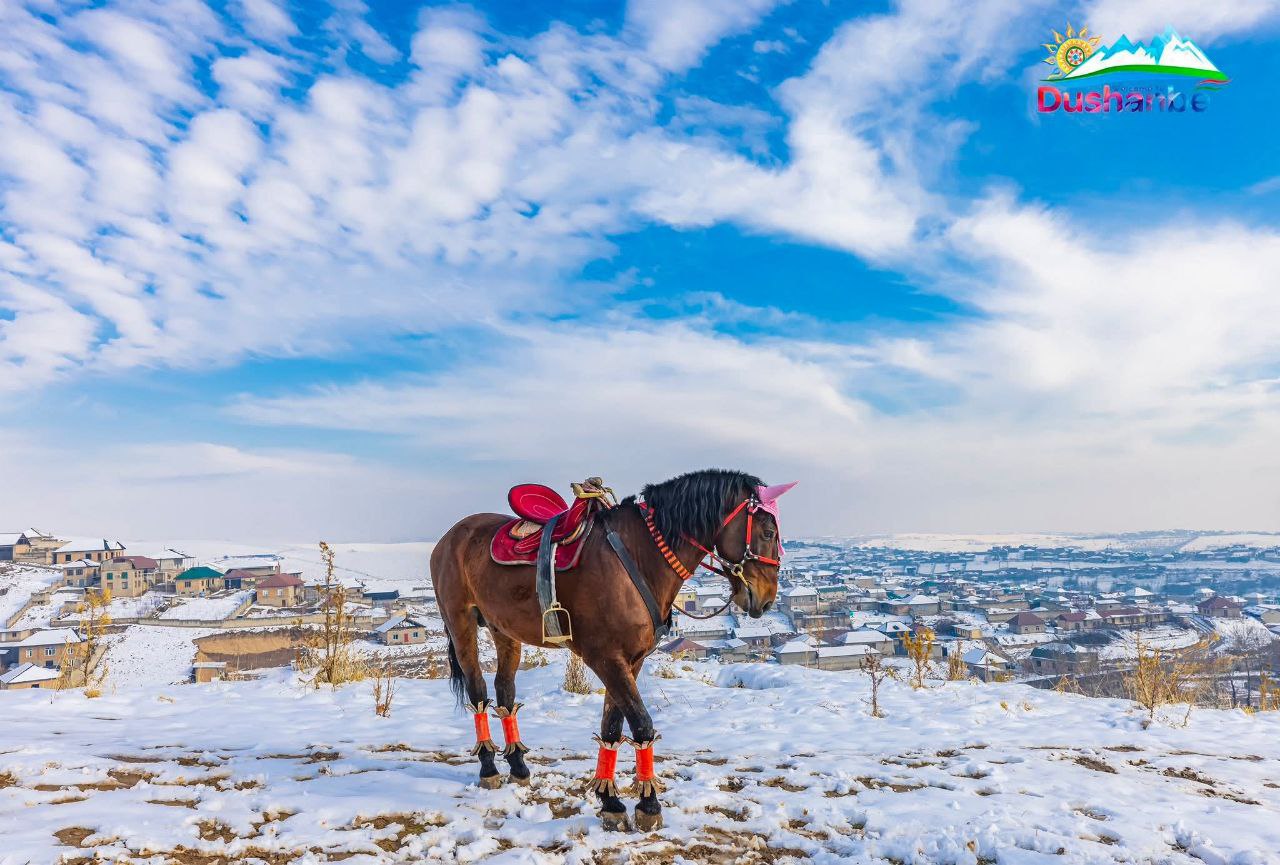 photo_2026-01-25_19-36-33