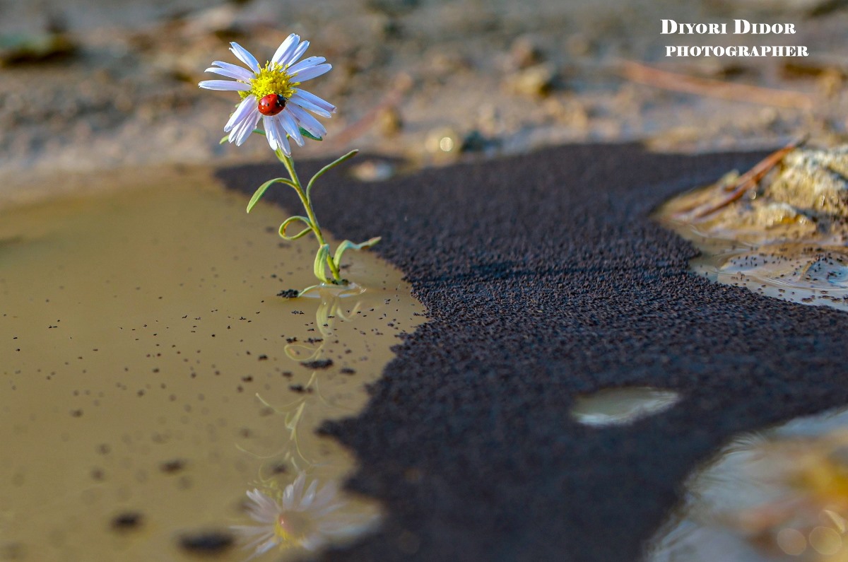 Салом Диёри Дидор 15 Салом Диёри Дидор 15