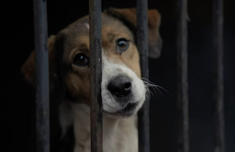 Казахстанский режиссер выпустил документальный фильм о защите животных