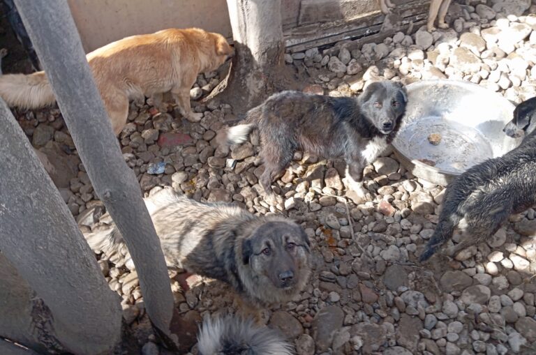 Хукумат района Рудаки пообещал помочь зоозащитнице Римме с приютом для собак