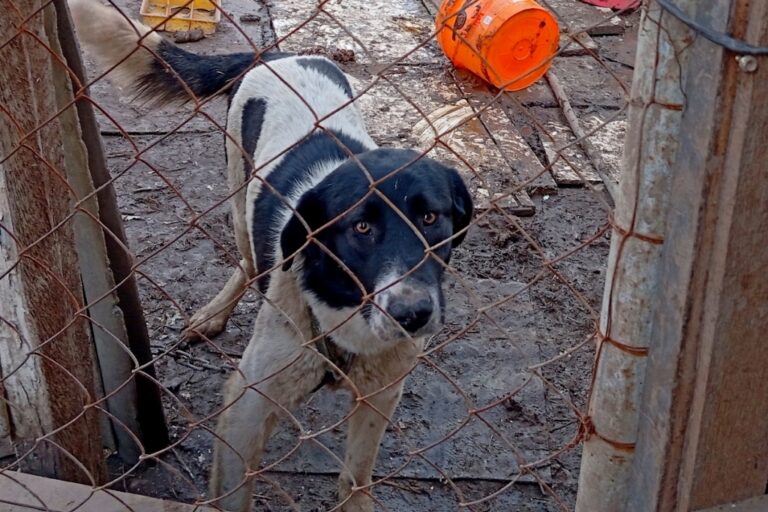 Глава района Рудаки заявил, что об отстреле собак из приюта Риммы Аглиулиной речь не шла