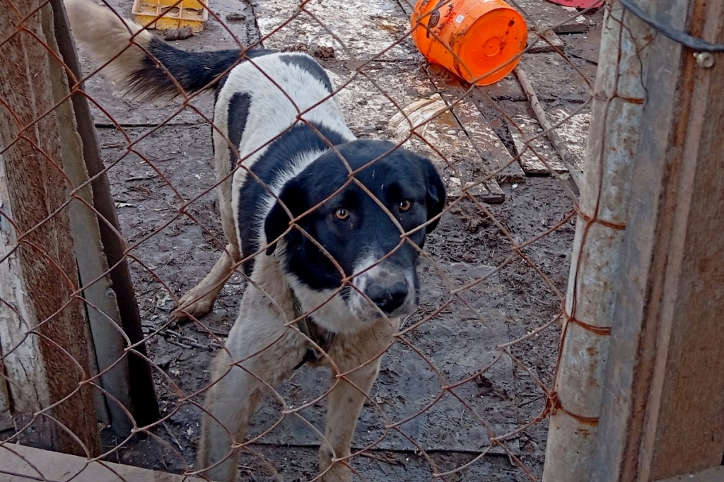 Приют главная Приют главная