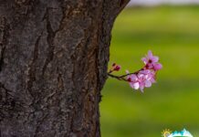 Субҳ ба хайр, Тоҷикистон! Як рӯз дар таърих, зодрӯзи шахсиятҳо, вазъи ҳаво барои 30 марти соли 2026