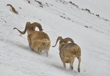 В Таджикистане определили квоты на отстрел краснокнижных животных