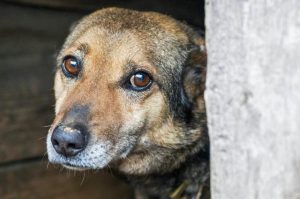 «Право на жизнь»