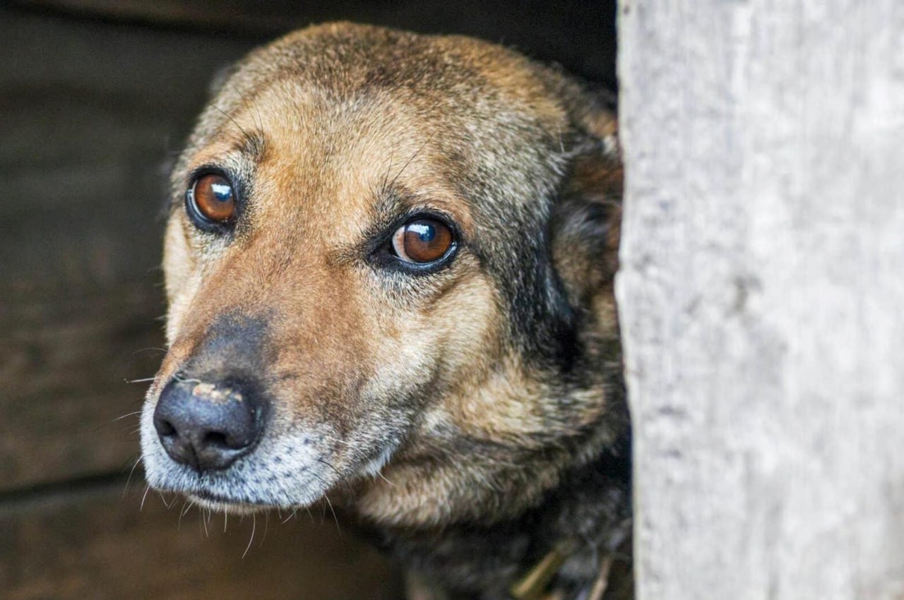 «Право на жизнь»