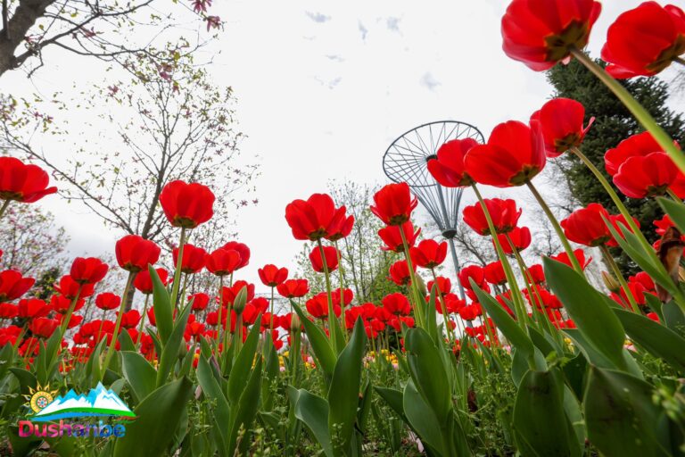 Субҳ ба хайр, Тоҷикистон! Як рӯз дар таърих, зодрӯзи шахсиятҳо, вазъи ҳаво барои 6 апрели соли 2026