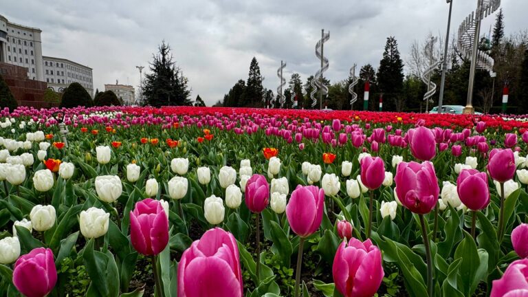 Вальс тюльпанов: кто и как создаёт красоту весеннего Душанбе