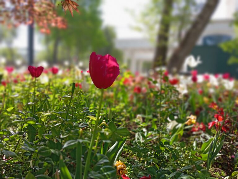 Салом алейкум, Таджикистан! Анонсы событий, день в истории, прогноз погоды на 22 апреля 2026 года