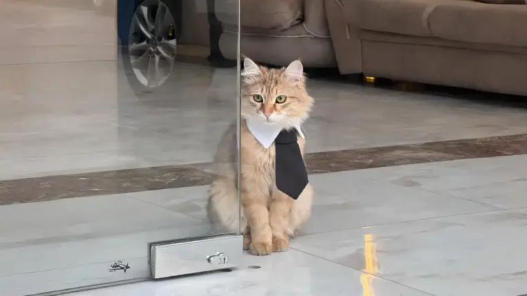 Кото-менеджер: пушистый «сотрудник» стал звездой отеля в Ташкенте