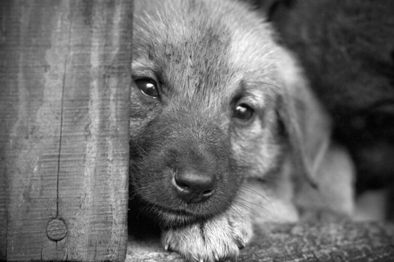 Месяц назад в Фарходе молодые люди истязали щенка. Мучители все еще не наказаны