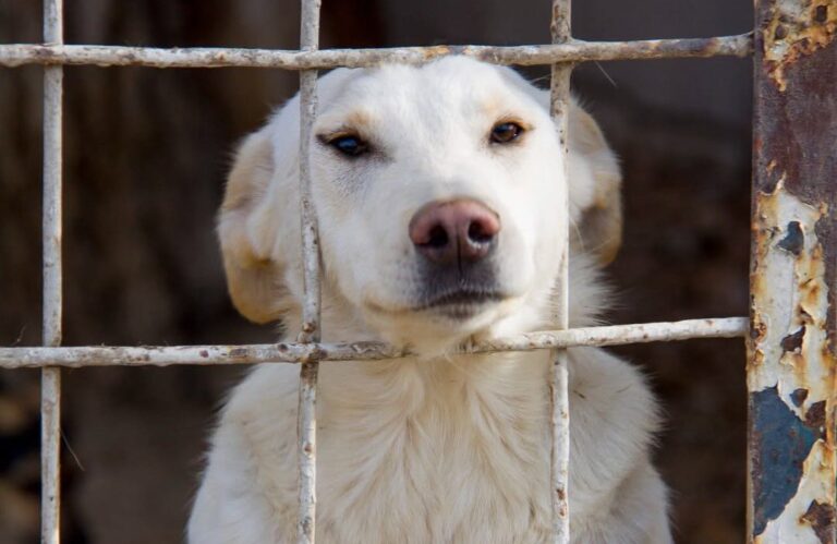 Голос в защиту животных. В Казахстане поправки об эвтаназии вызвали общественные протесты