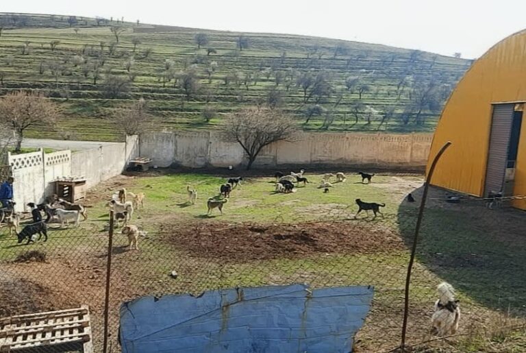 «Охранная грамота» для хвостиков: приюту Риммы Аглиулиной нужна помощь, чтобы «узаконить» животных