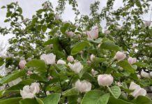 Салом алейкум, Таджикистан! Анонсы событий, день в истории, прогноз погоды на 10 апреля 2026 года