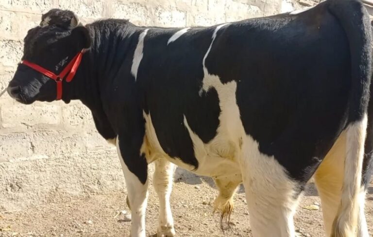 Ящура в Таджикистане нет, но риск его появления оценивается как повышенный