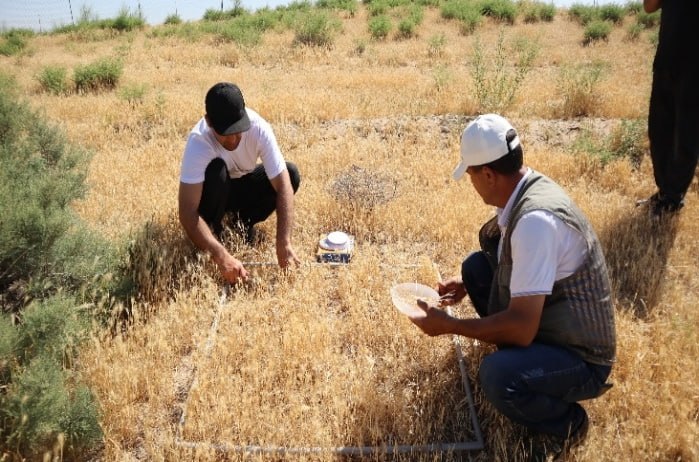 Winter pastures begin to be restored in southern Tajikistan